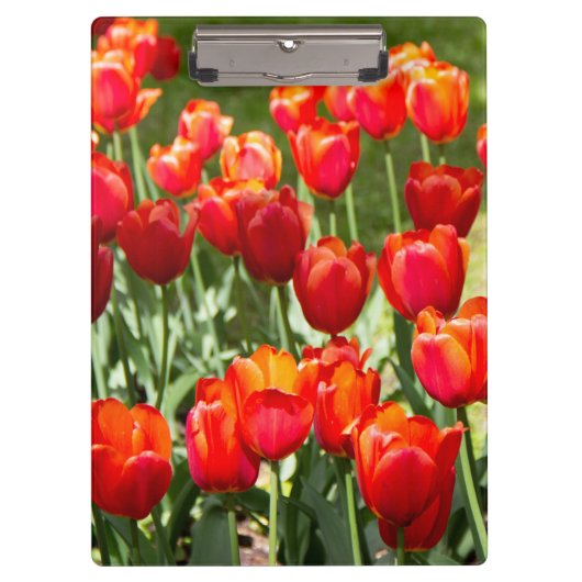 Grosses Feld roter Tulpen Klemmbrett (Vorderseite)