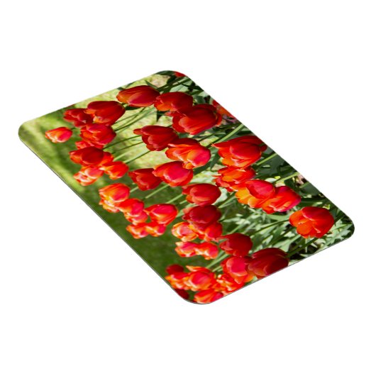 Grosses Feld roter Tulpen Magnet (Rechte Seite)