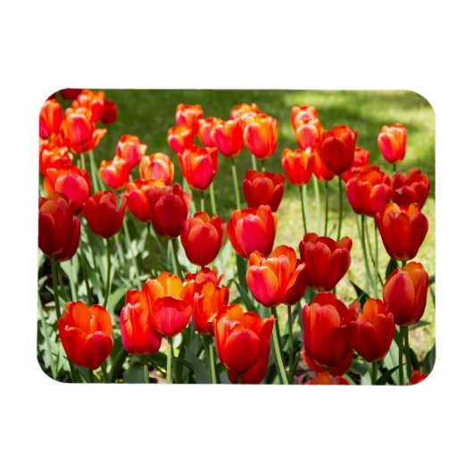 Grosses Feld roter Tulpen Magnet (Horizontal)