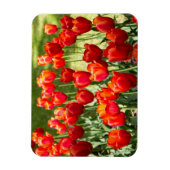 Grosses Feld roter Tulpen Magnet (Vertikal)