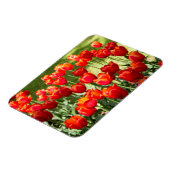 Grosses Feld roter Tulpen Magnet (Linke Seite)