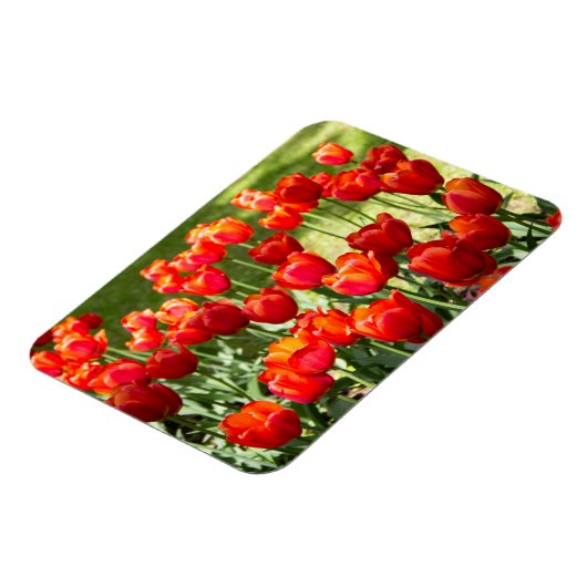 Grosses Feld roter Tulpen Magnet (Linke Seite)