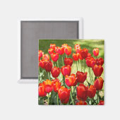 Grosses Feld roter Tulpen Magnet (Vorderseite/Rückseite)