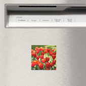 Grosses Feld roter Tulpen Magnet (In Situ (Geschirrspüler))
