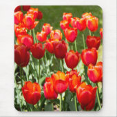 Grosses Feld roter Tulpen Mousepad (Vorne)