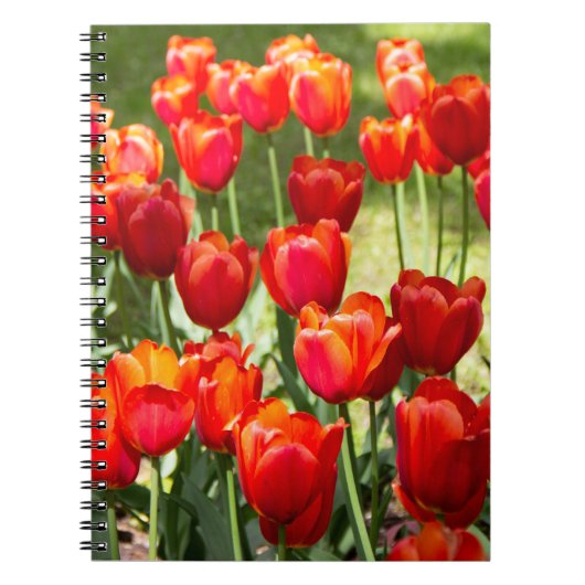 Grosses Feld roter Tulpen Notizblock (Vorderseite)