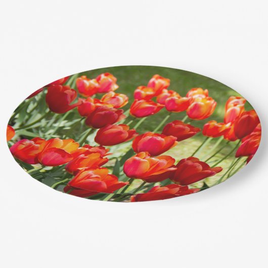 Grosses Feld roter Tulpen Pappteller (Schrägansicht)