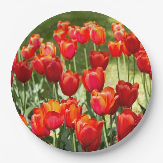 Grosses Feld roter Tulpen Pappteller (Vorderseite)