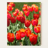 Grosses Feld roter Tulpen Planer (Rückseite)
