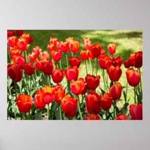 Grosses Feld roter Tulpen Poster
