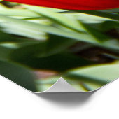 Grosses Feld roter Tulpen Poster (Ecke)