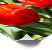 Grosses Feld roter Tulpen Poster (Ecke)
