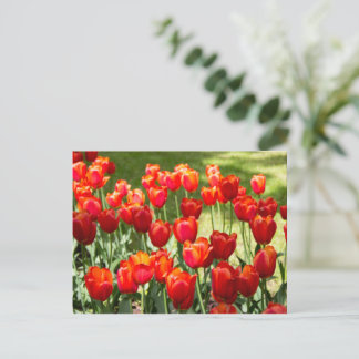 Grosses Feld roter Tulpen Postkarte