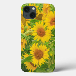 Grosses Feld von Sonnenblumen in der Nähe von Mose iPhone 13 Hülle