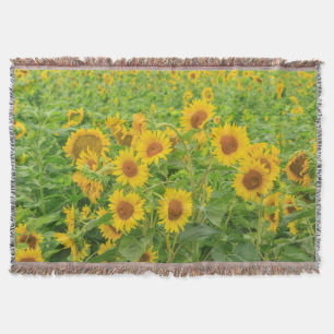 Grosses Feld von Sonnenblumen in der Nähe von Mose Decke