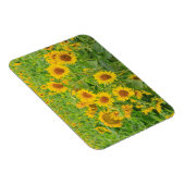 Grosses Feld von Sonnenblumen in der Nähe von Mose Magnet (Rechte Seite)