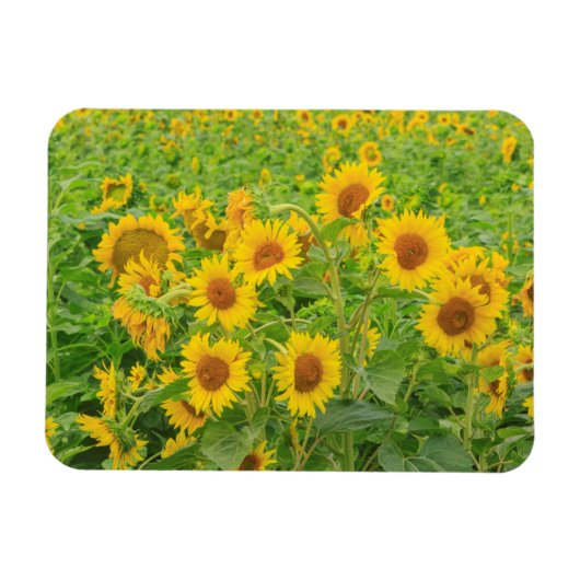 Grosses Feld von Sonnenblumen in der Nähe von Mose Magnet (Horizontal)
