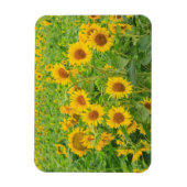 Grosses Feld von Sonnenblumen in der Nähe von Mose Magnet (Vertikal)