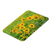 Grosses Feld von Sonnenblumen in der Nähe von Mose Magnet (Linke Seite)
