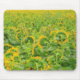 Grosses Feld von Sonnenblumen in der Nähe von Mose Mousepad