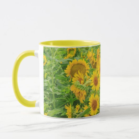 Grosses Feld von Sonnenblumen in der Nähe von Mose Tasse (Links)