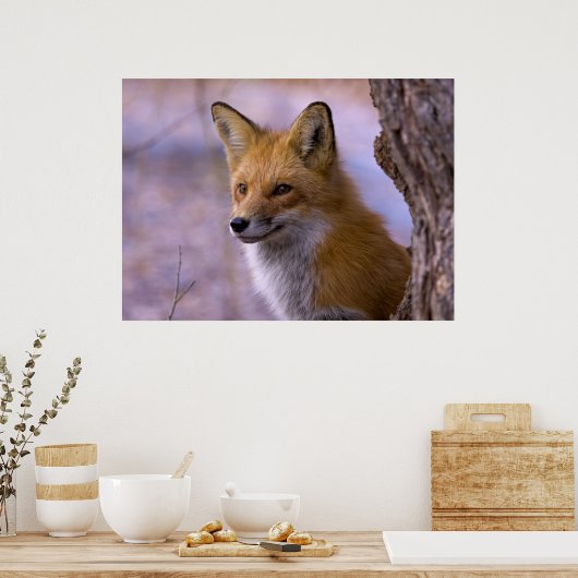 Großes Fox-Poster Poster (Küche)
