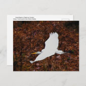 Großes Glück im Flug Postkarte (Vorne/Hinten)