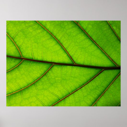 Großes Grünes Leaf-Poster Poster (Vorne)