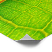 Großes Grünes Leaf-Poster Poster (Ecke)
