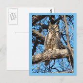 Großes Horned Owl-Foto Postkarte (Vorne/Hinten)