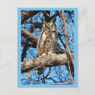 Großes Horned Owl-Foto Postkarte