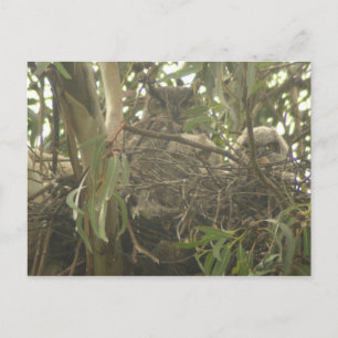 Großes Horned Owl Nest Postkarte