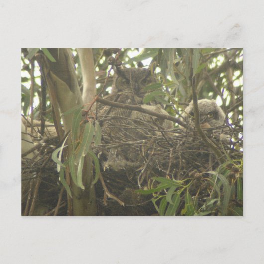 Großes Horned Owl Nest Postkarte (Vorderseite)
