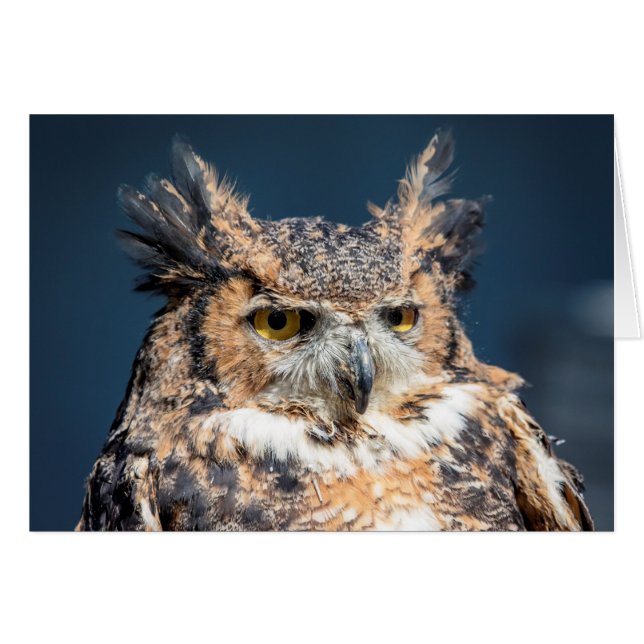 Großes Horned Owl Portrait (Vorderseite (Horizontal))