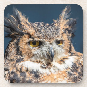 Großes Horned Owl Portrait Getränkeuntersetzer