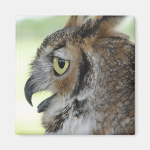 Großes Horned Owl Portrait Magnet