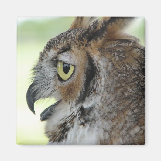 Großes Horned Owl Portrait Magnet (Vorne)