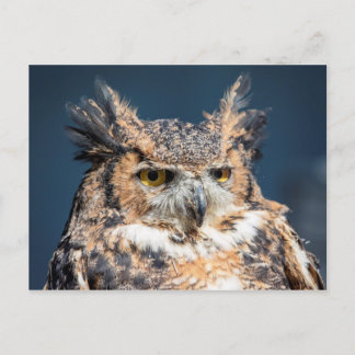 Großes Horned Owl Portrait Postkarte