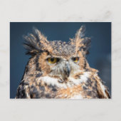 Großes Horned Owl Portrait Postkarte (Vorderseite)