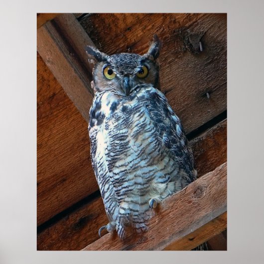 Großes Hornhaut-Poster drucken Poster (Vorne)