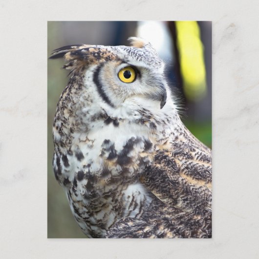 Großes Hornhautprofil Postkarte (Vorderseite)