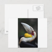 Großes Hornvogelportrait Postkarte (Vorne/Hinten)