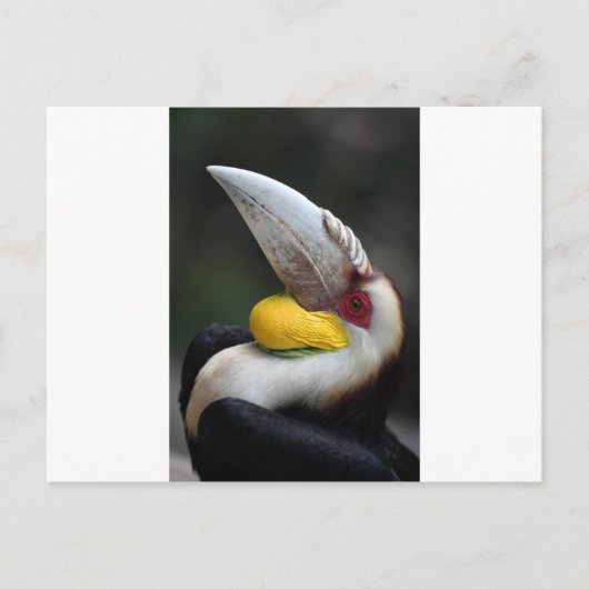 Großes Hornvogelportrait Postkarte (Vorderseite)