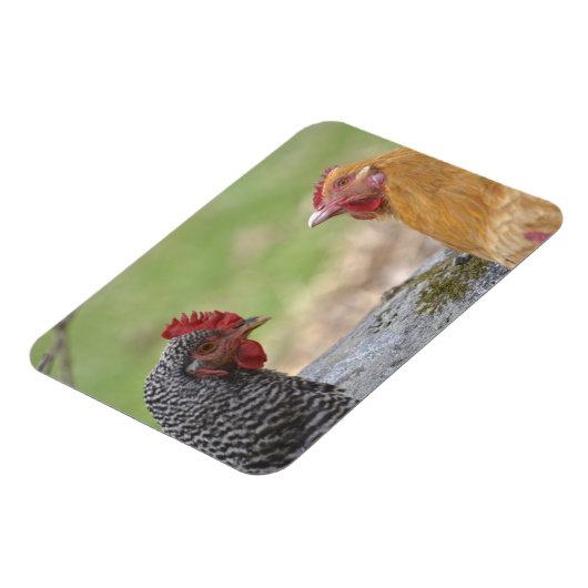 Großes Hühnermagnet Magnet (Linke Seite)