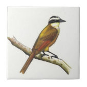 Großes Kiskadee im Farbbleistift: Vogel: Wild Fliese (Vorderseite)