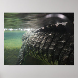 Großes Krokodil Poster