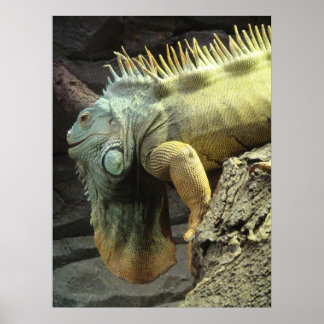 Grosses Männchen Iguana sp. Poster