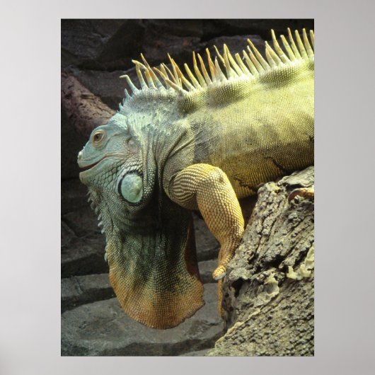 Grosses Männchen Iguana sp. Poster (Vorne)