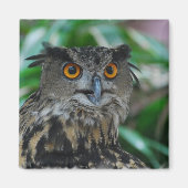 Großes Owl Magnet (Vorne)