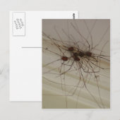Großes Papa-Spinnengeschenke Postkarte (Vorne/Hinten)